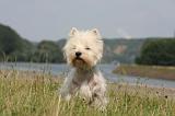 WESTIE 407